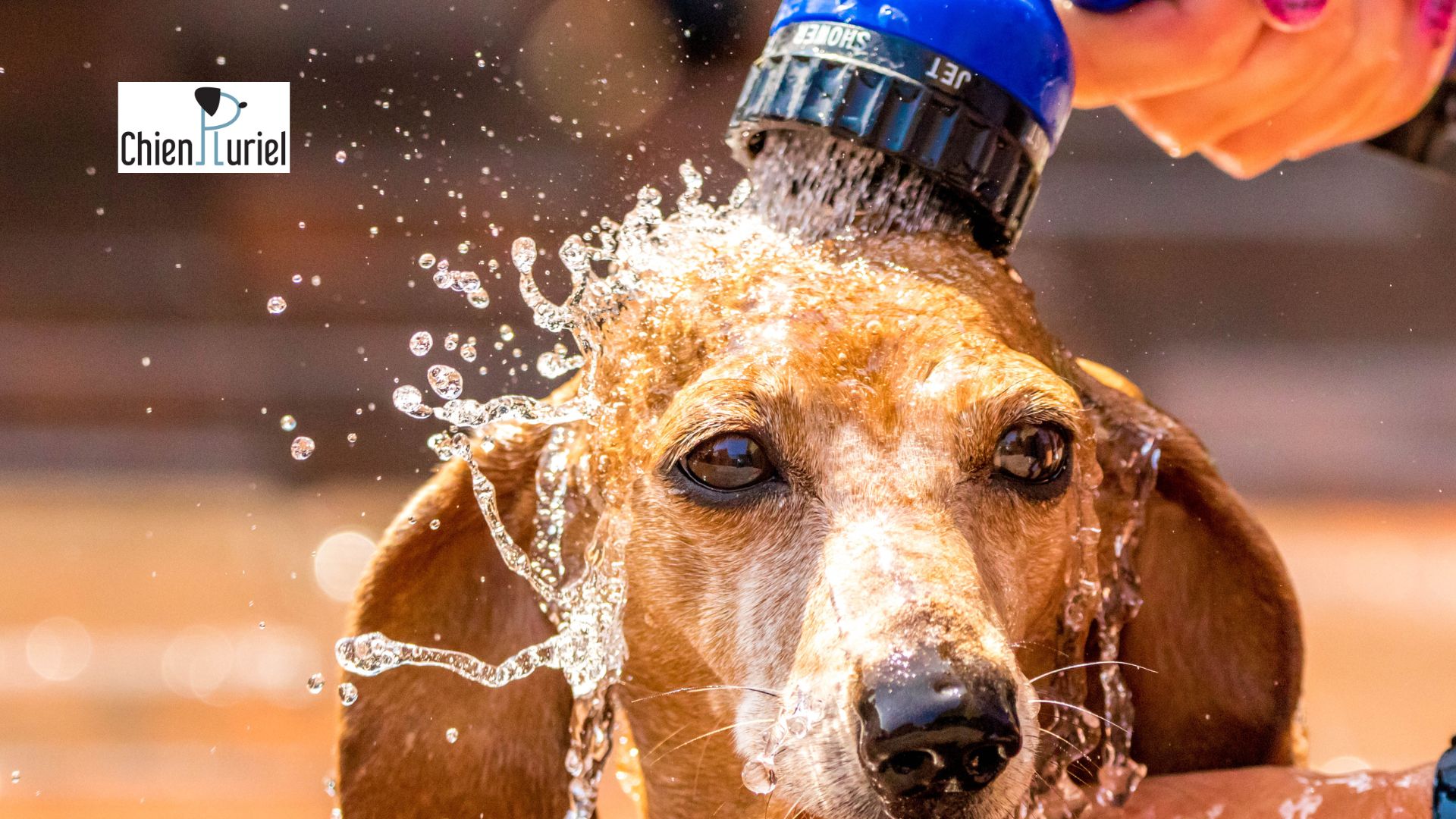 la canicule danger pour nos chiens