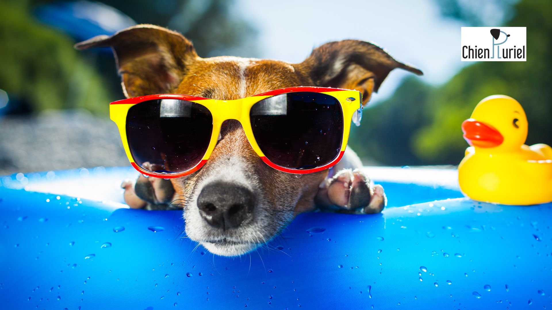 Une piscine pour chiens : bonne idée ou pas ?