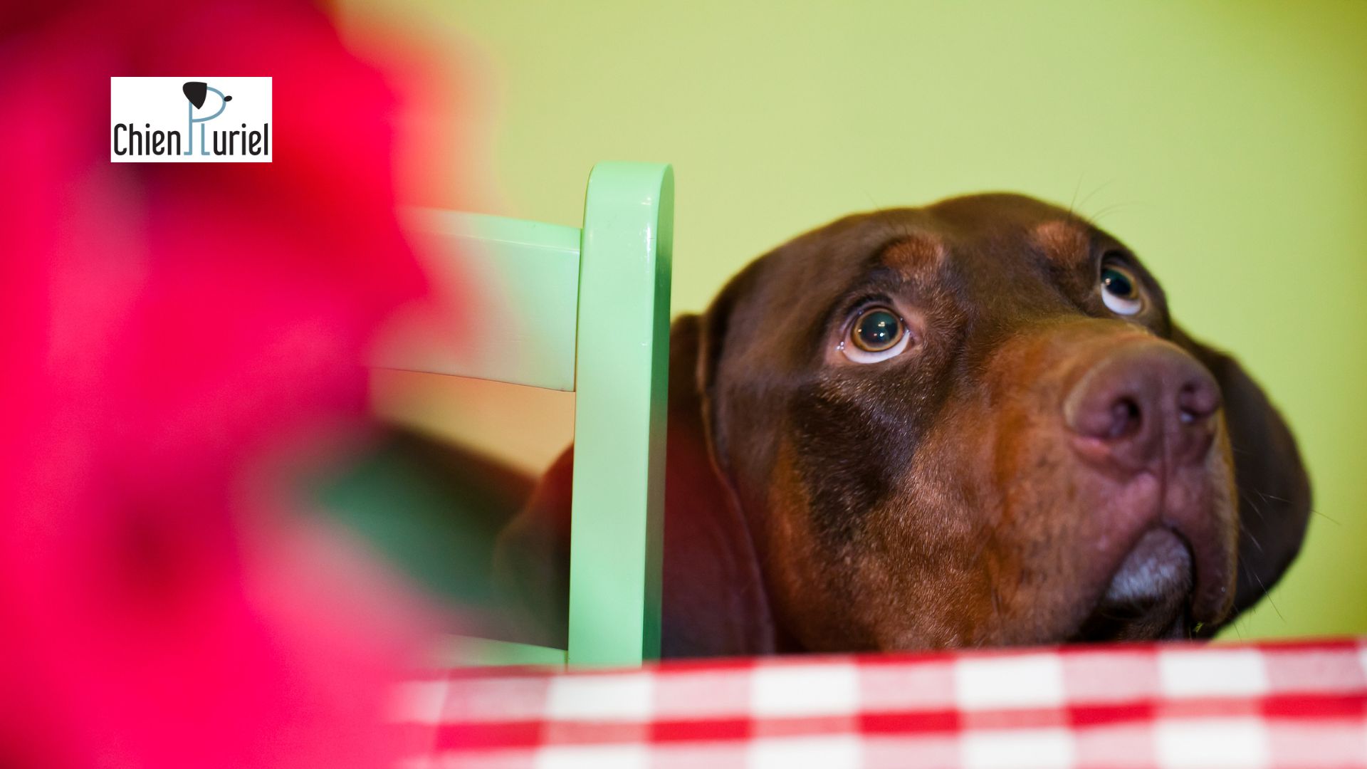 Mon chien réclame à table : comment faire cesser ce comportement ?