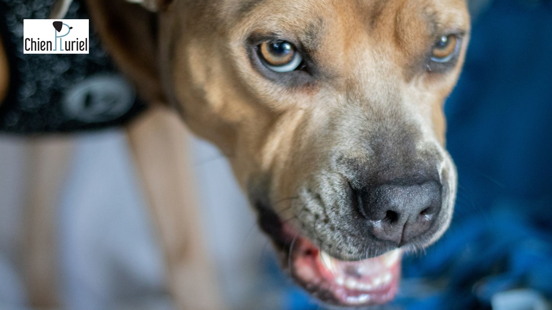 Mon chien me grogne dessus : que faire ?