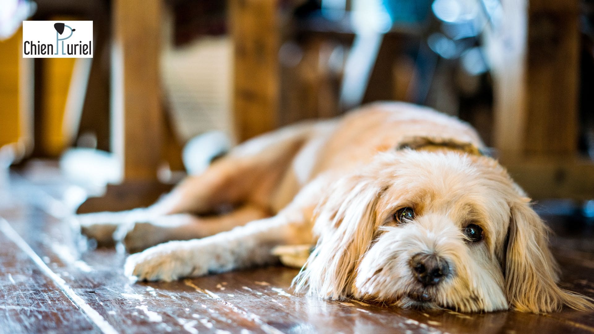 Récupération mentale chez le chien : explications