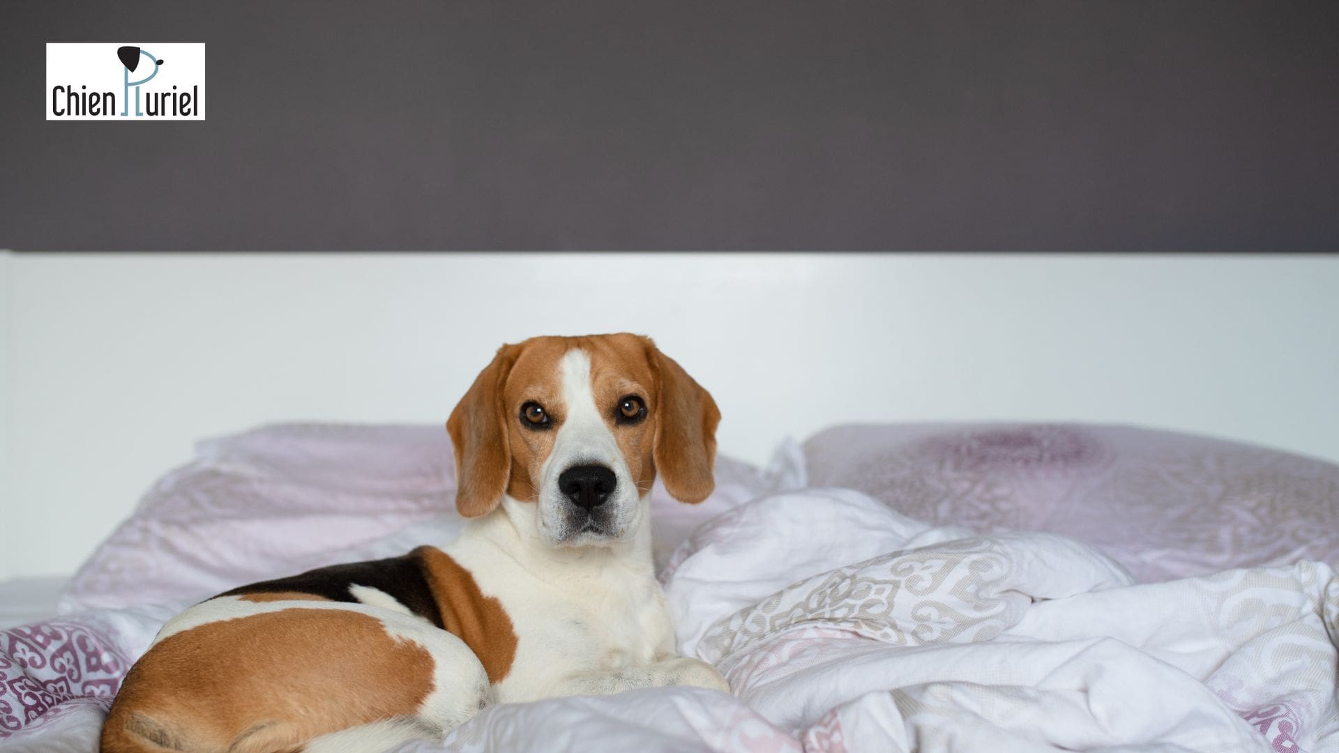 Mon chien défend mon lit : que faire ?