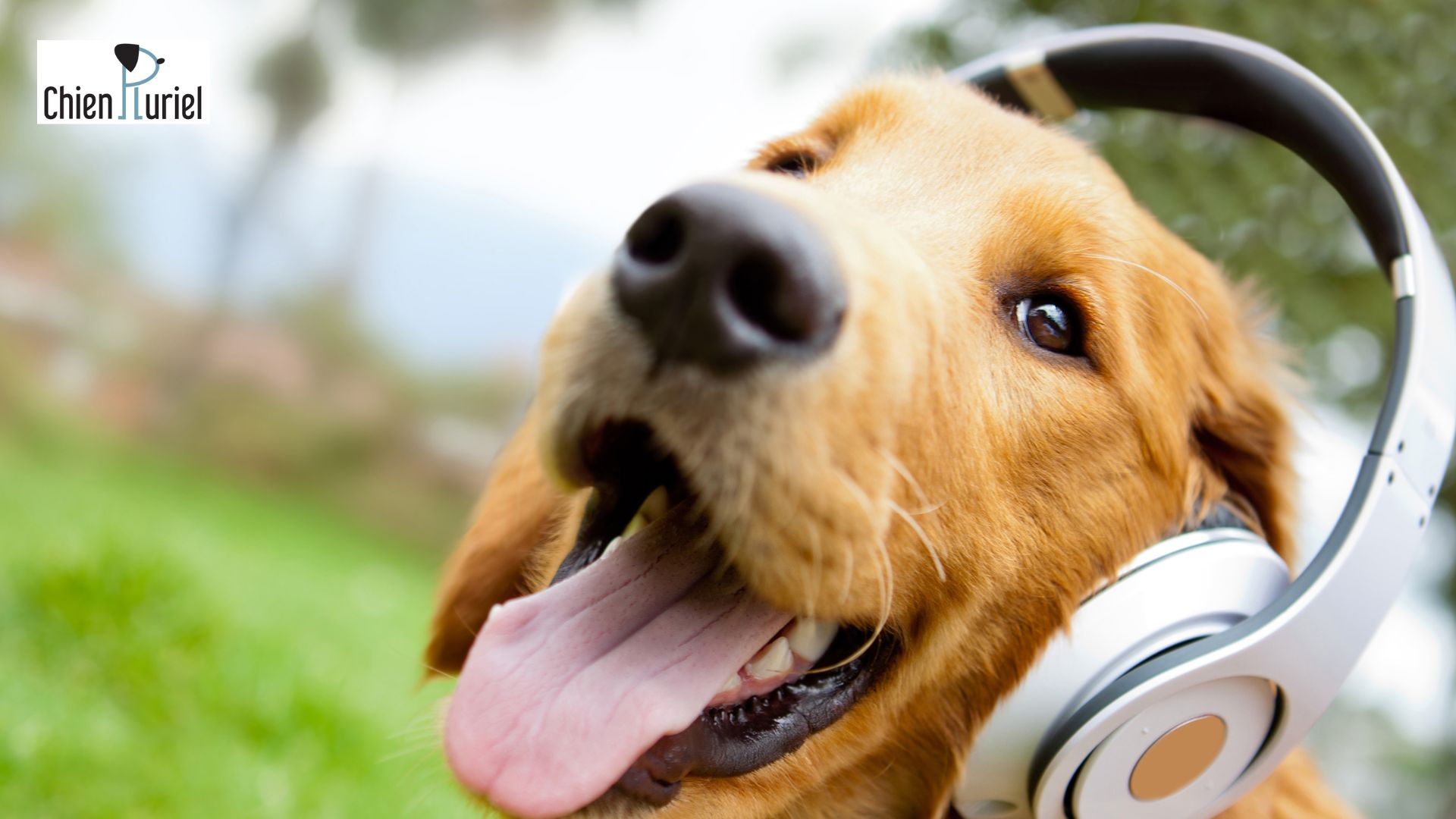 les chiens aiment la musique