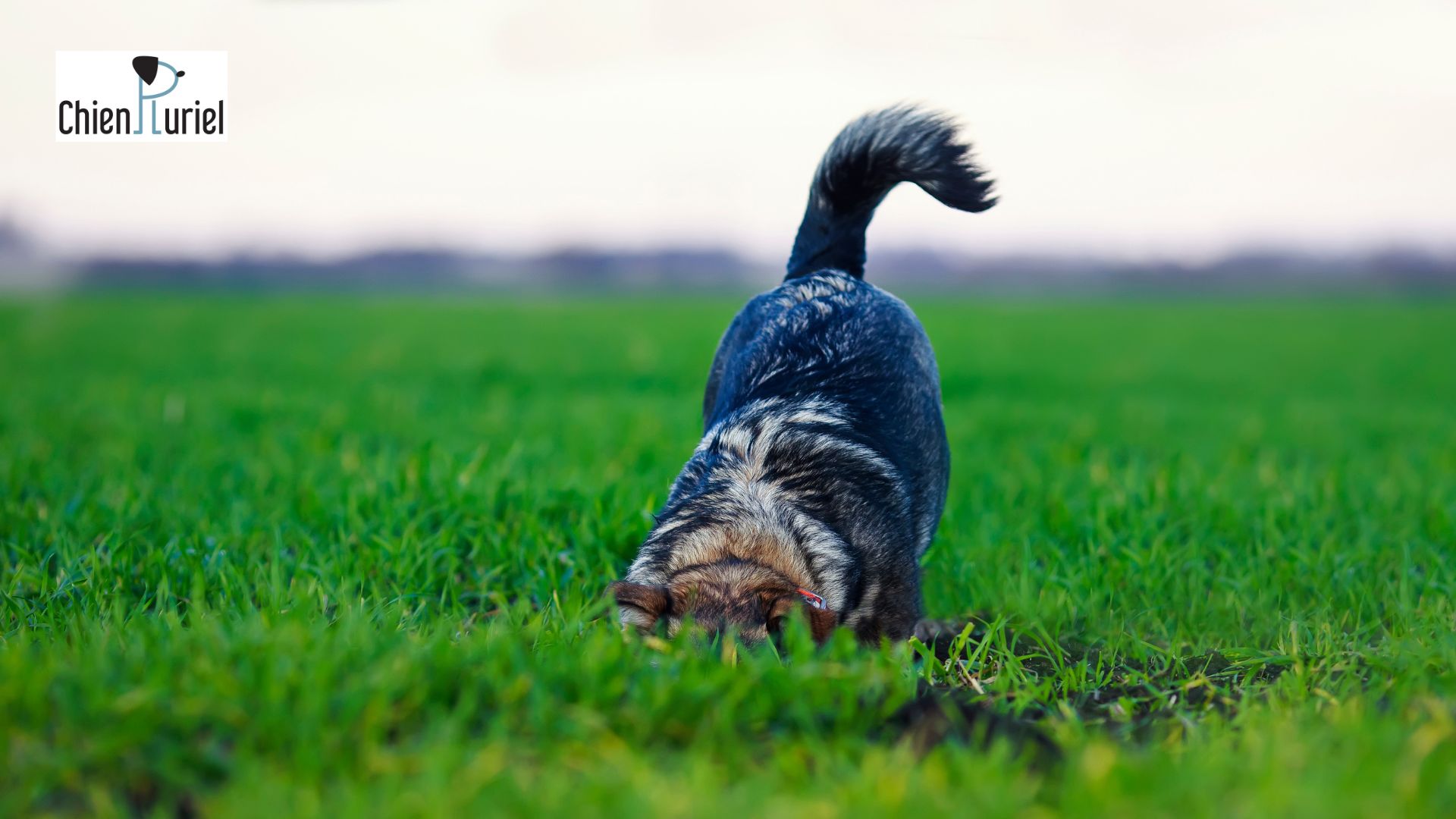 chien qui remue la queue