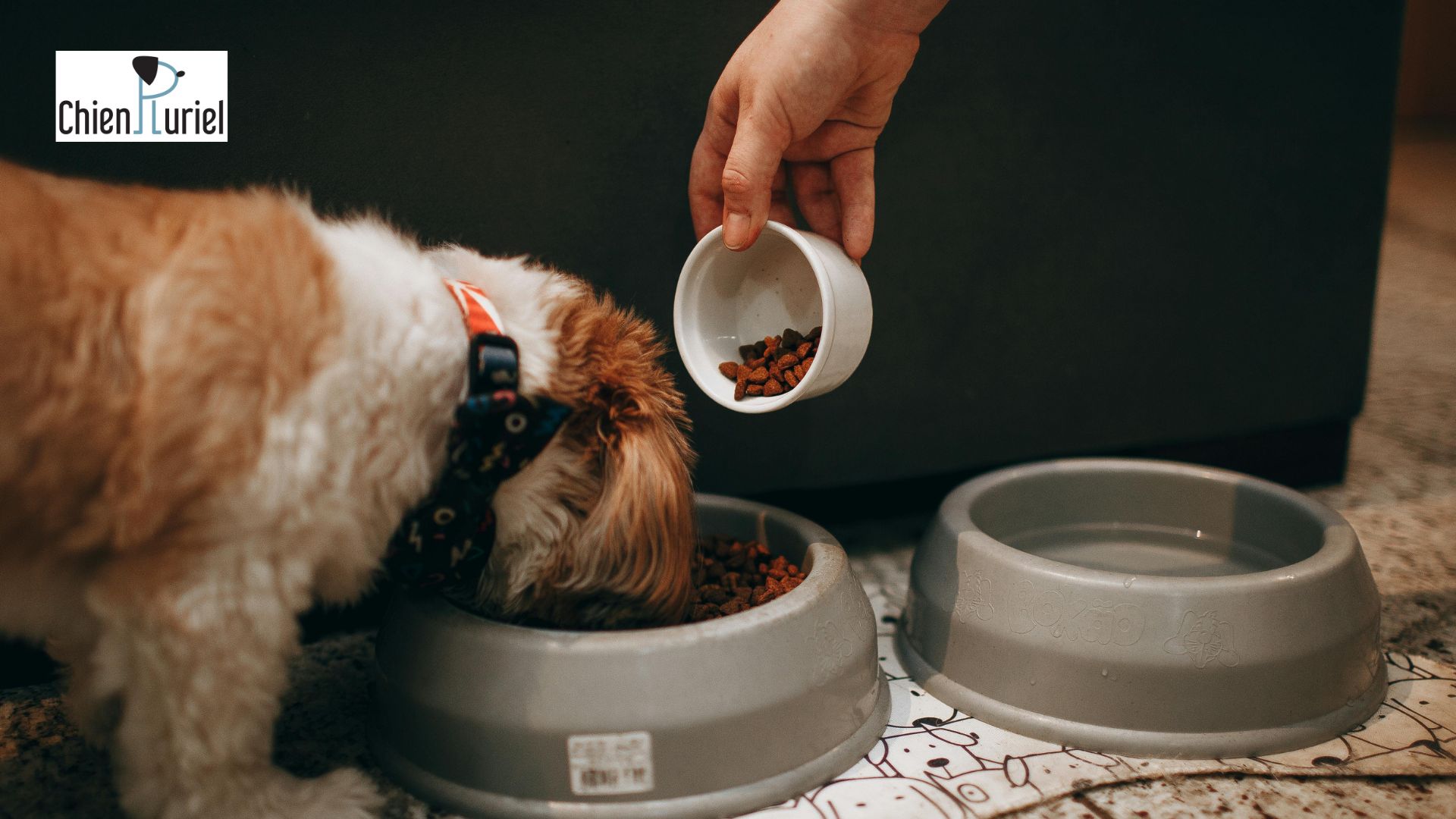 Mettre la main dans la gamelle du chien, bonne idée ?