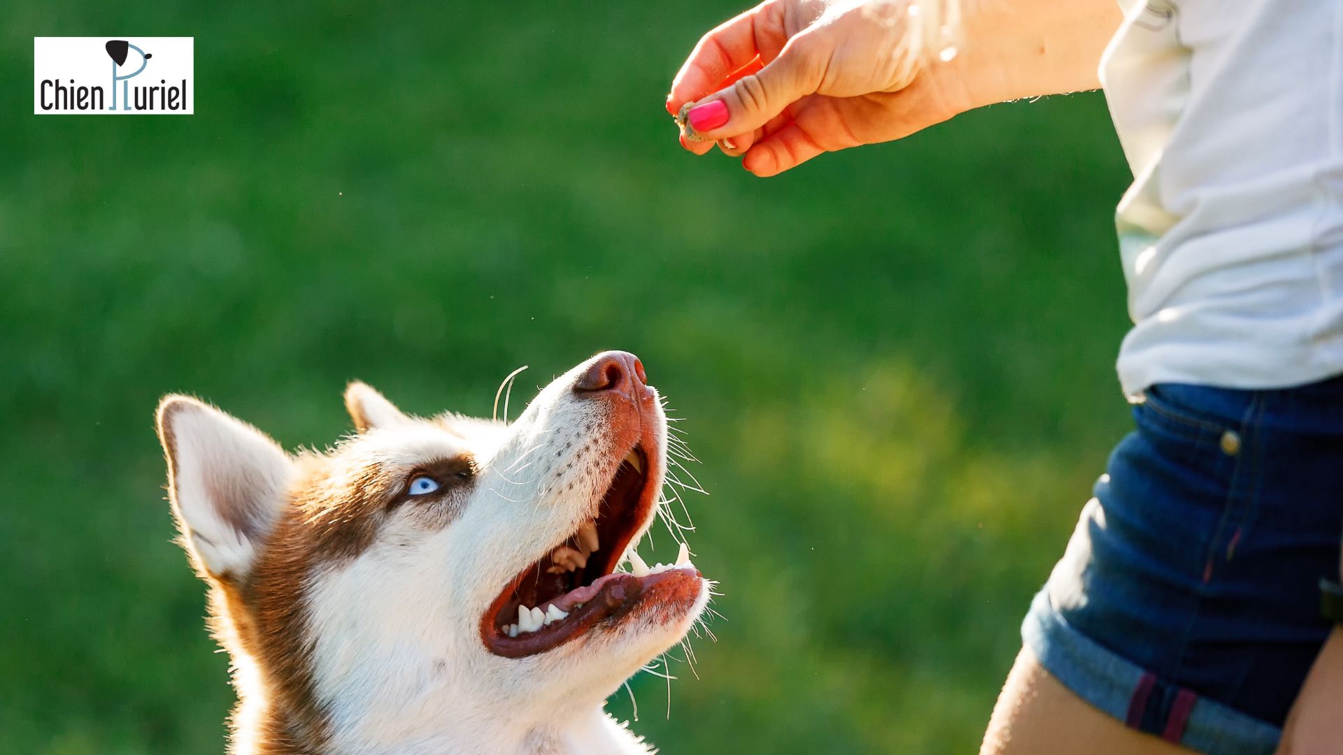 Comment finir une séance d’entraînement avec son chien ?