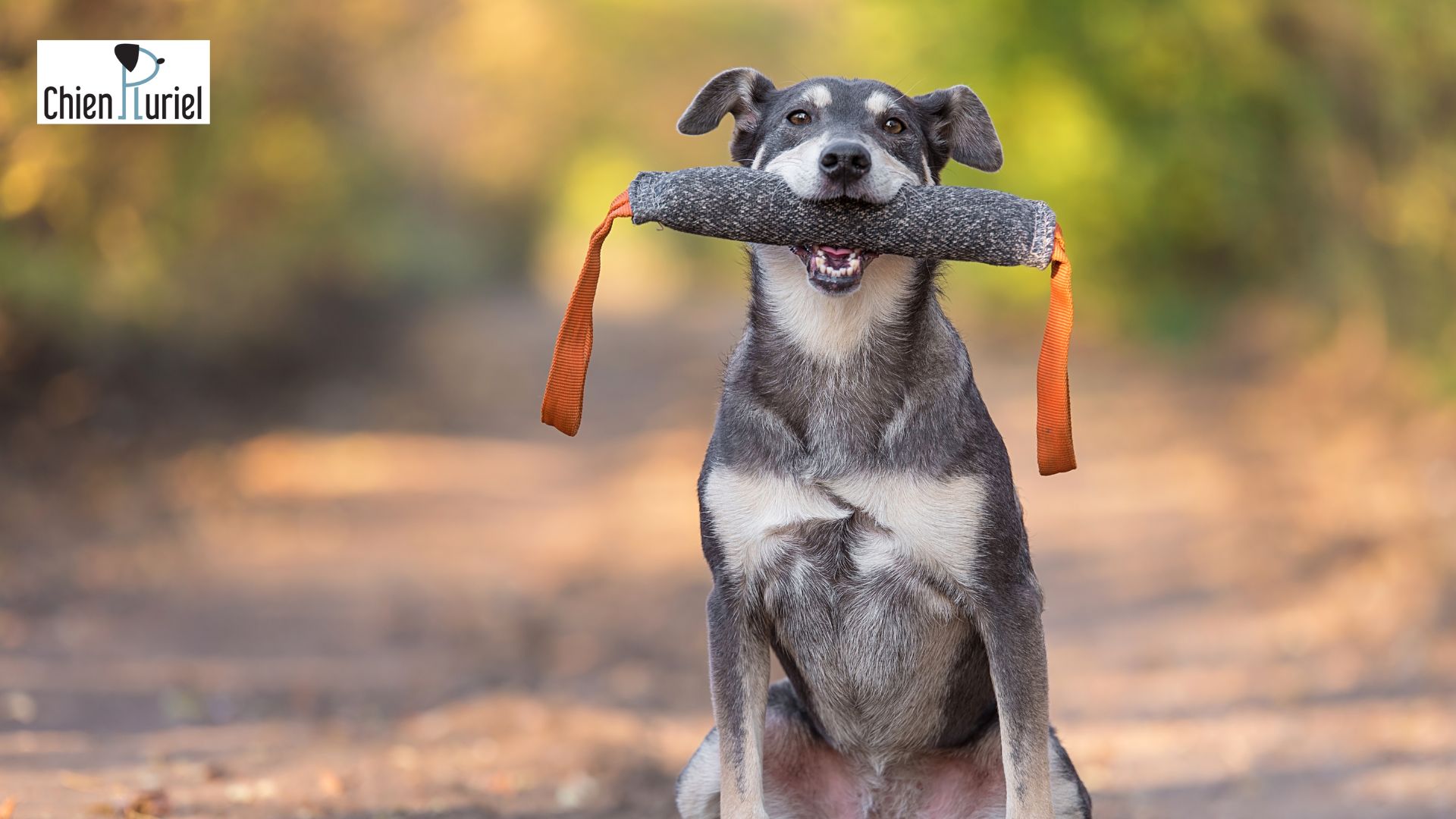 entrainement du chien