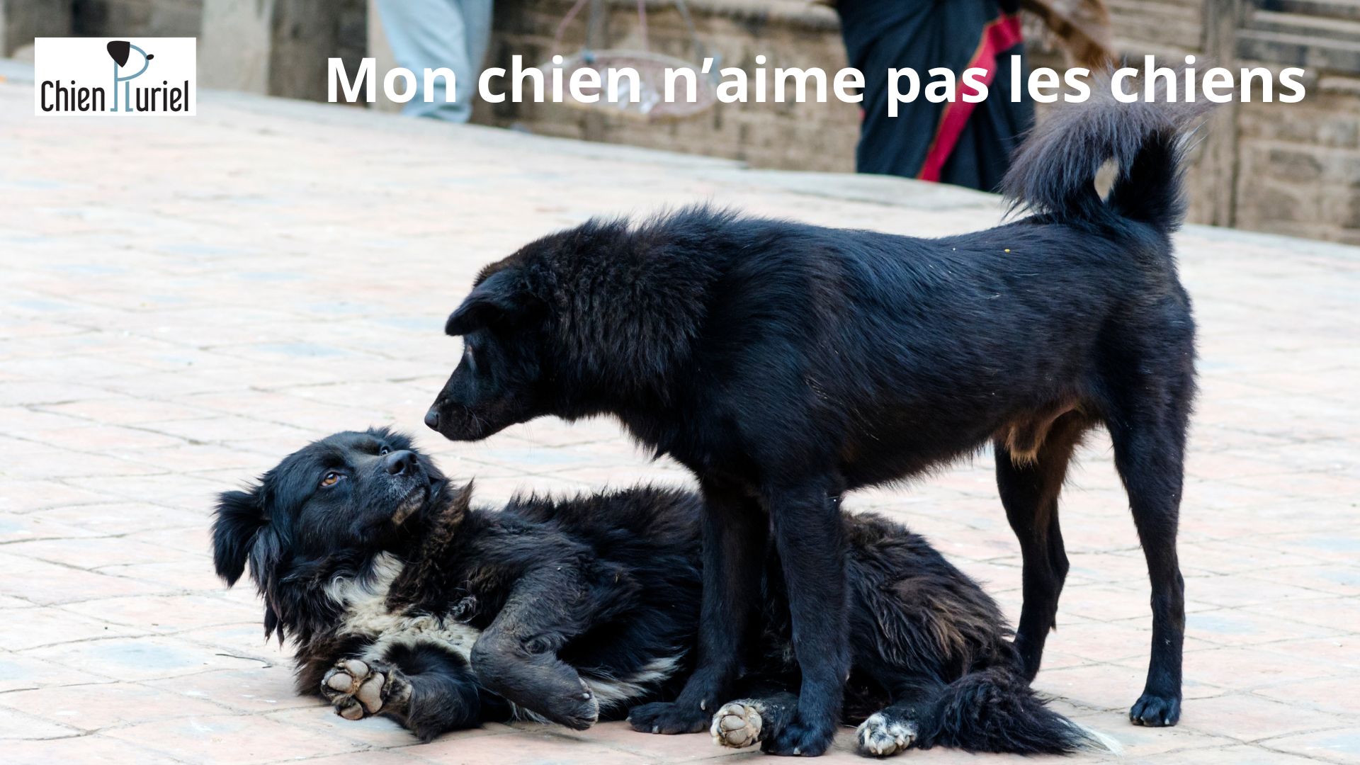 Mon chien n’aime pas les chiens : que faire ?