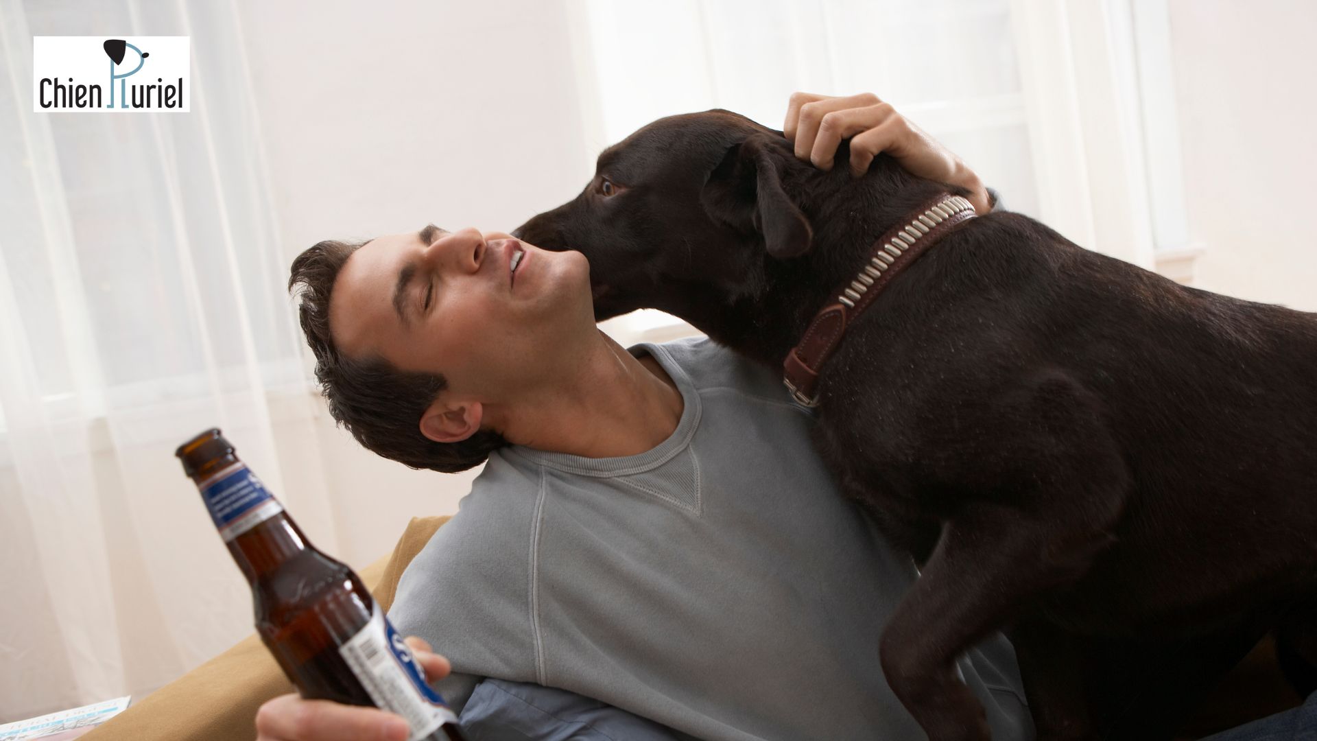Mon chien a bu de l’alcool : que faire ?