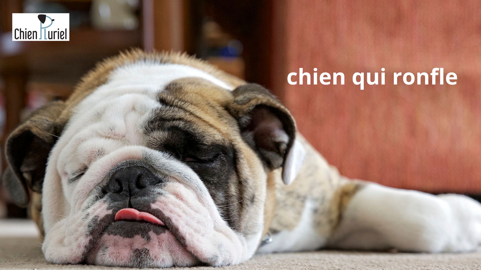 Chien qui ronfle : que faire ?