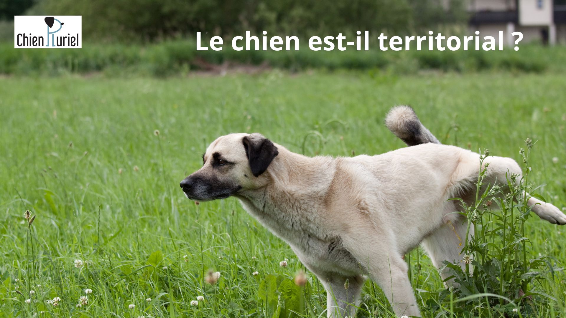 Le chien est-il territorial ? Comprendre et gérer le comportement territorial
