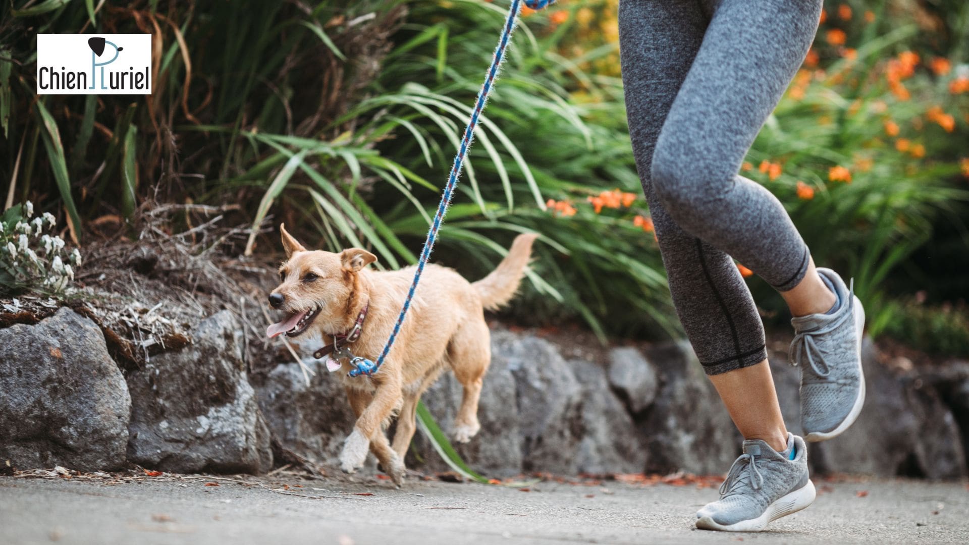 jogging chien