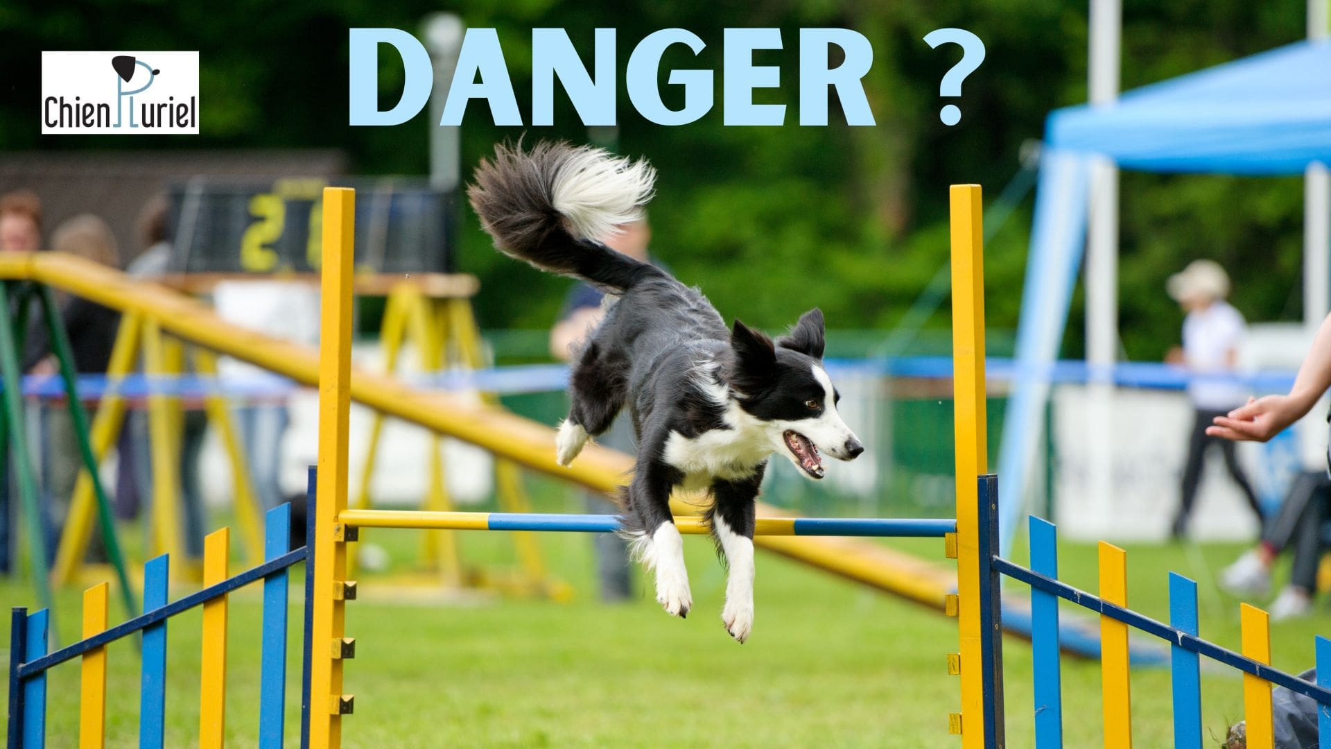 Agility dangereux pour le chien ?