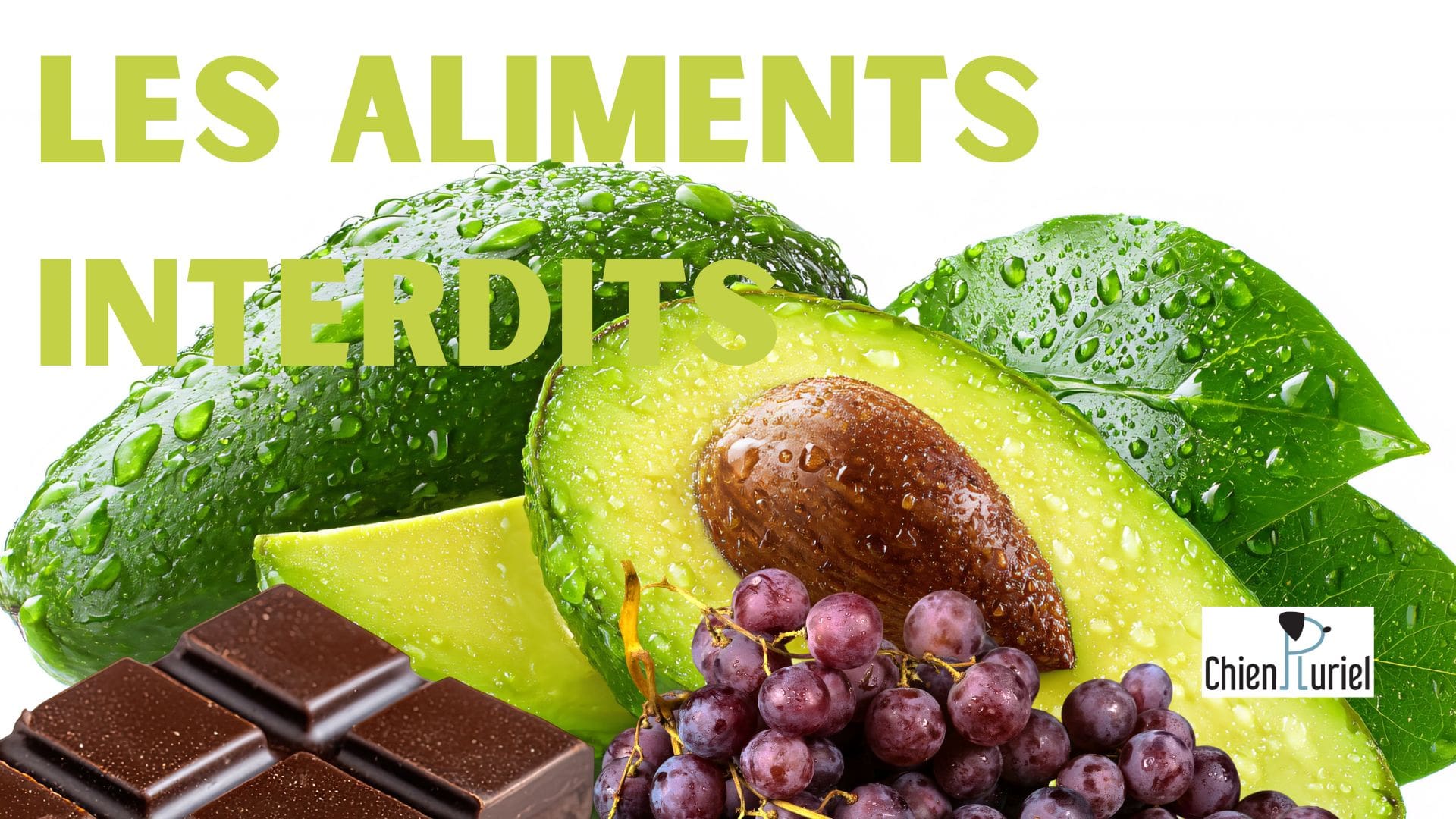 Les aliments interdits pour le chien : guide complet