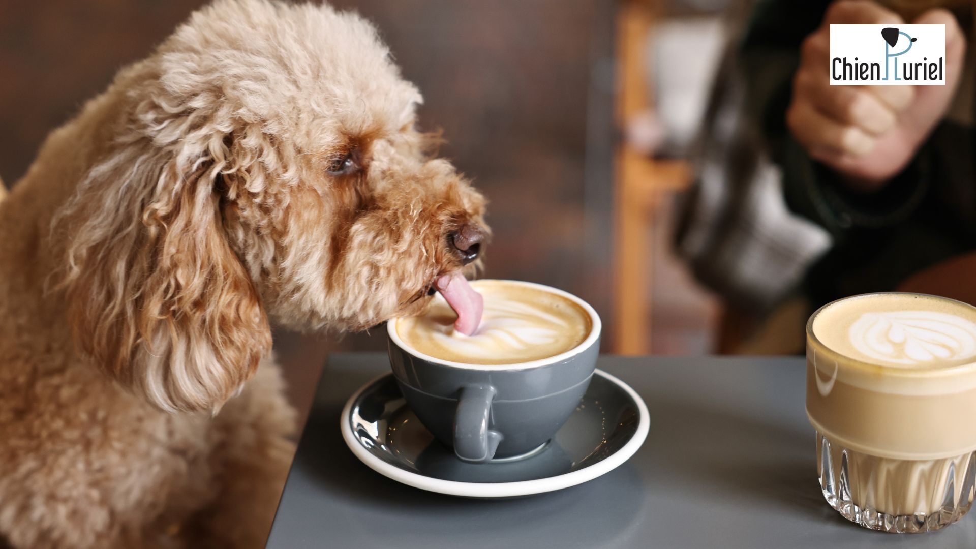 chien qui aime le café