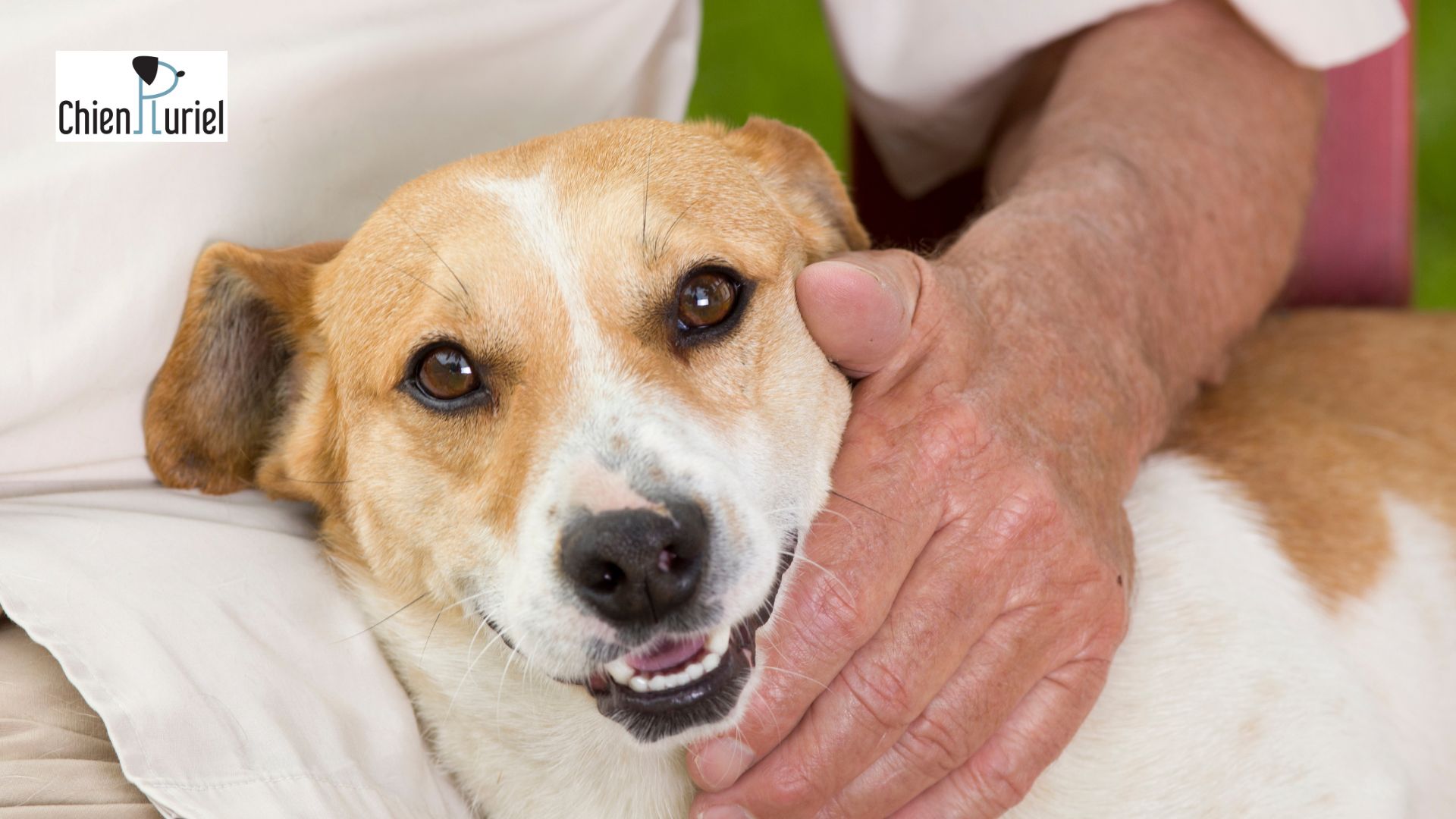 race de chien câline