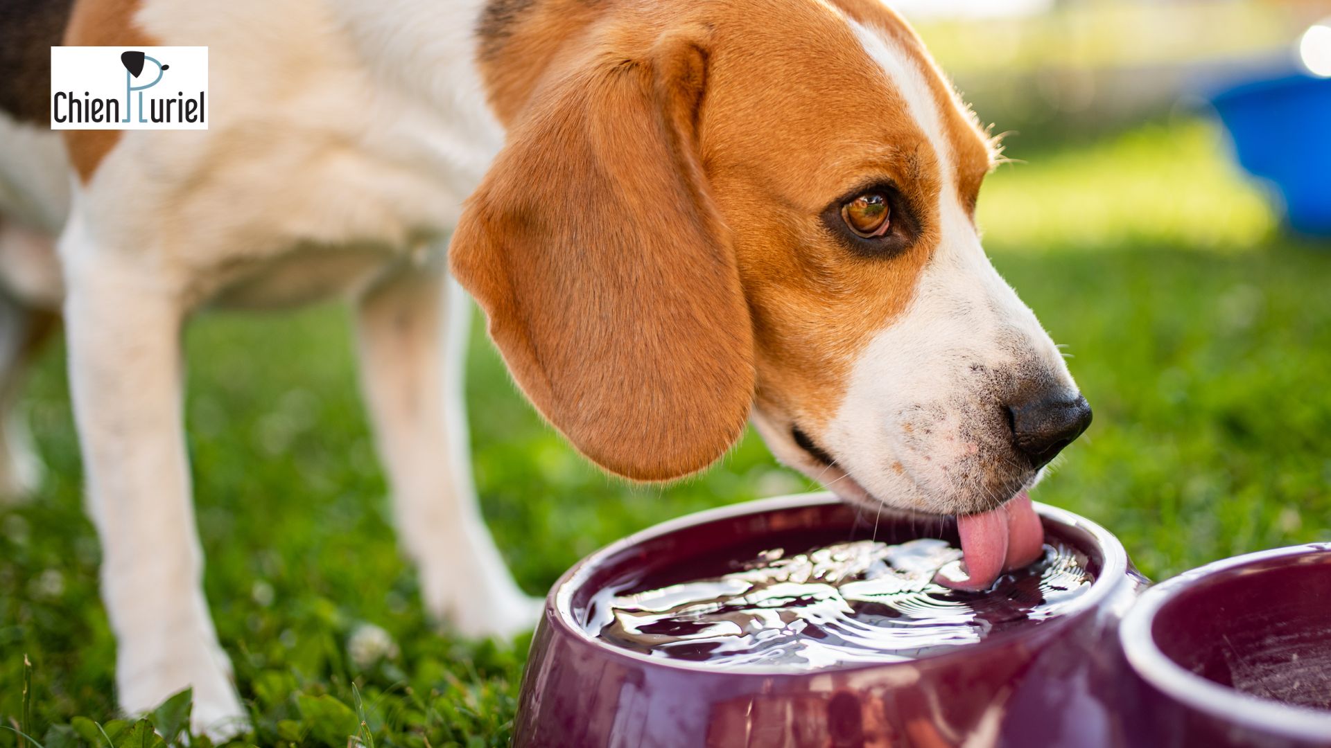 Mon chien boit trop souvent : causes et solutions
