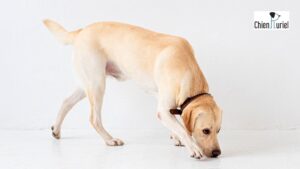 activités olfactives