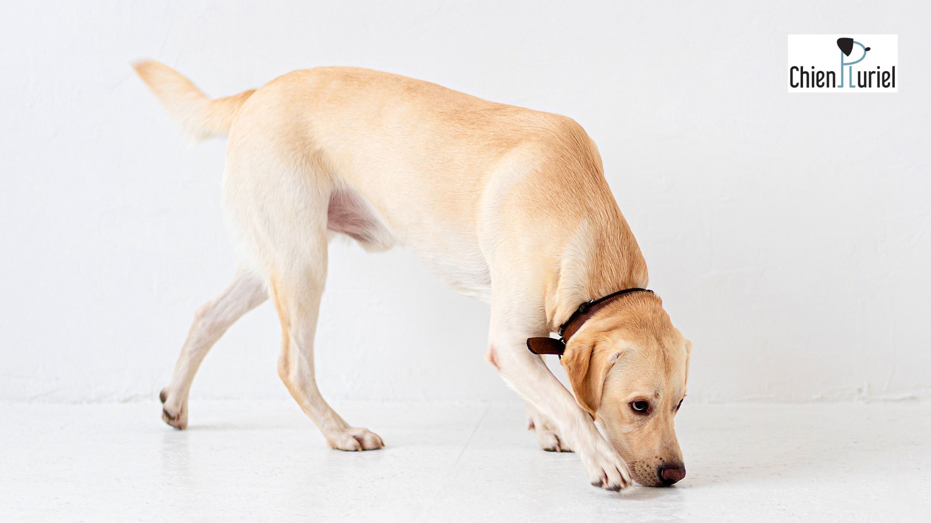 Activités olfactives à la maison : un guide pour stimuler votre chien