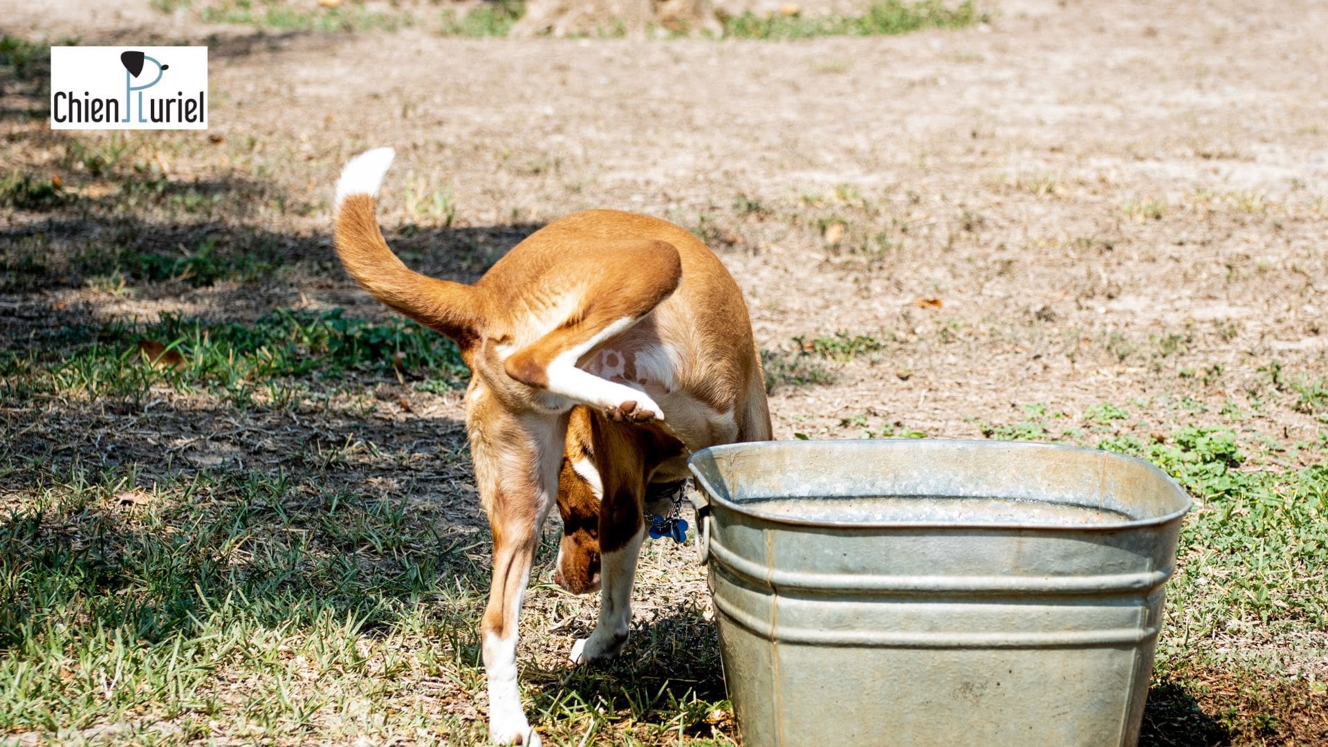 Mon chien urine très souvent : causes et solutions