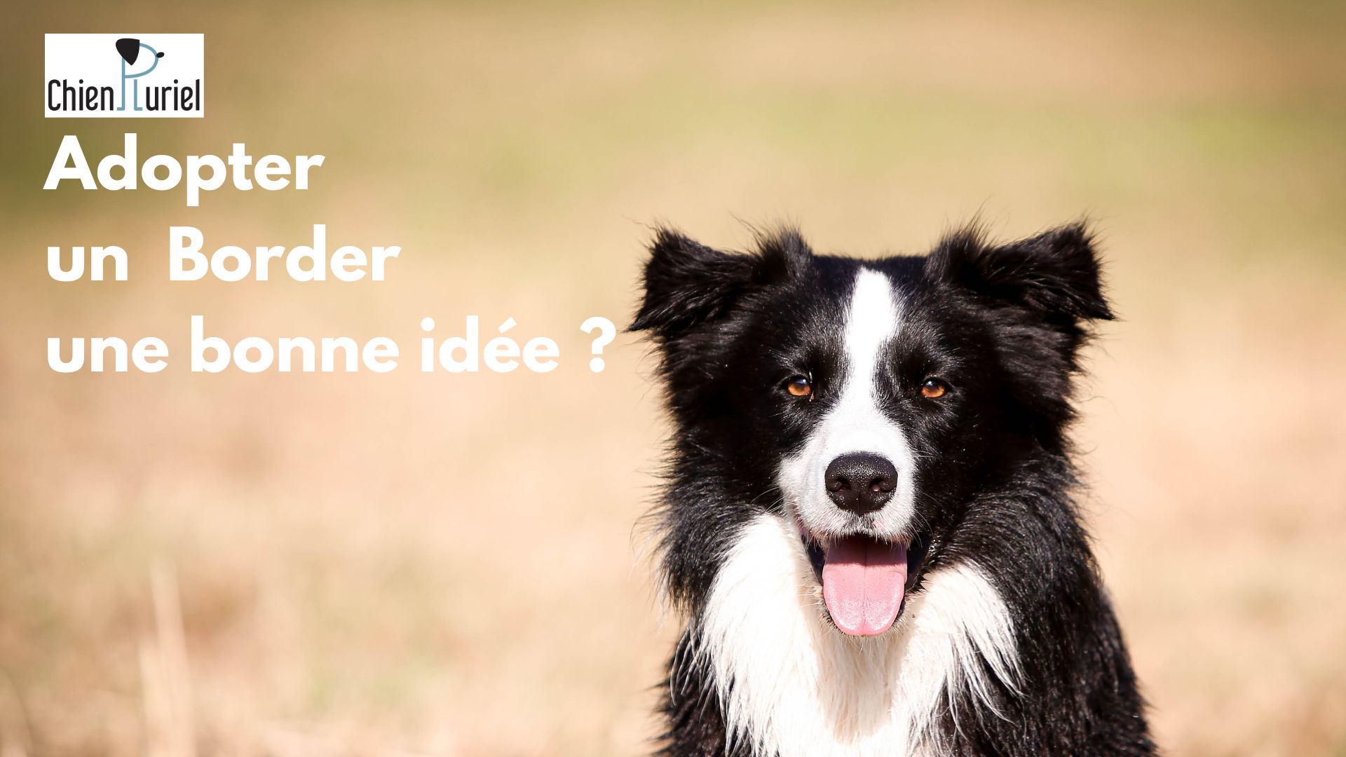 Choisir un Border Collie : Bonne Idée ?