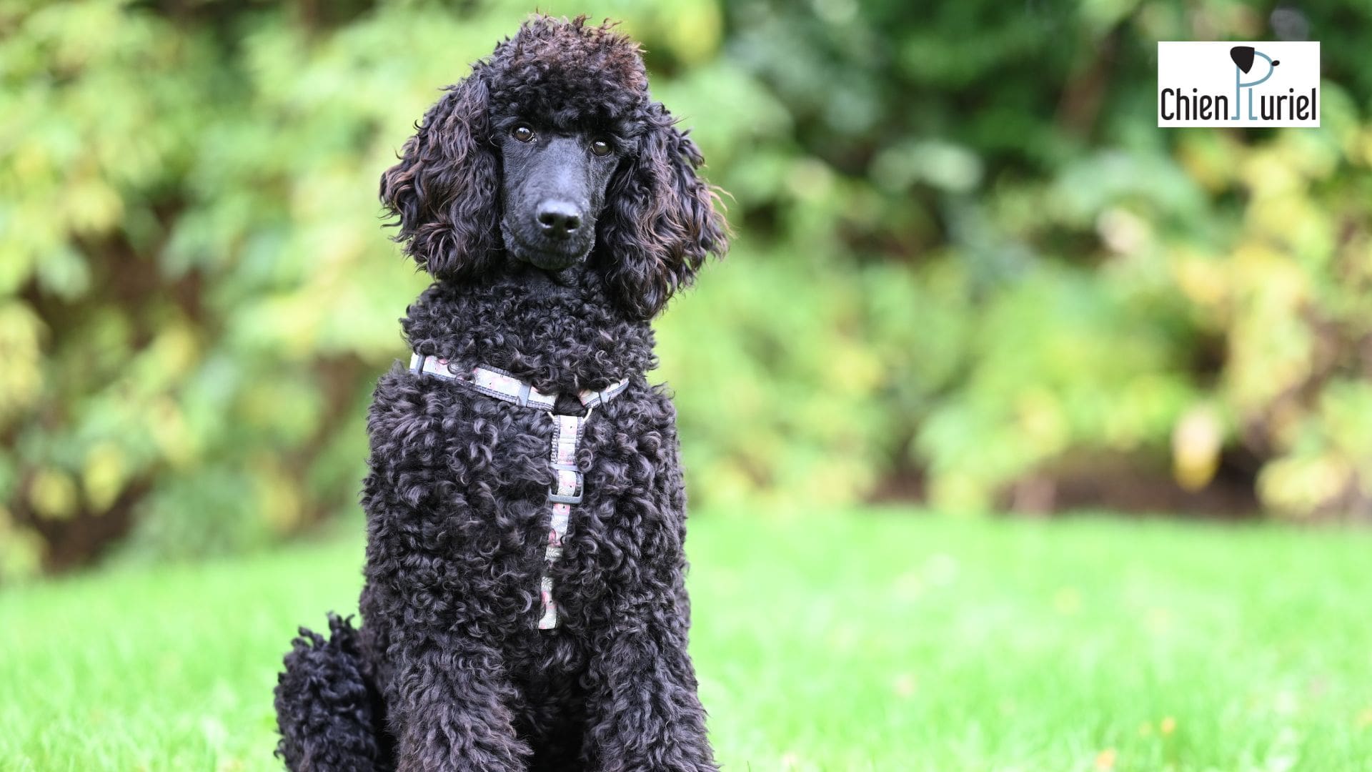 Le Caniche : Super Intelligent ?