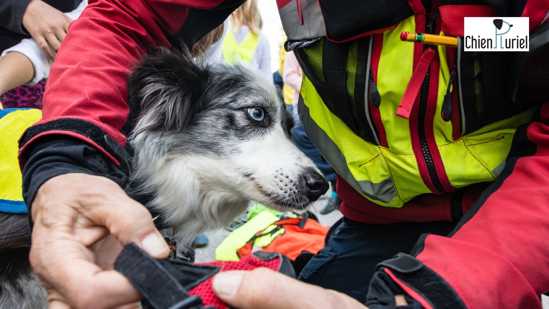 Préparation mentale canine : travailler l’engagement