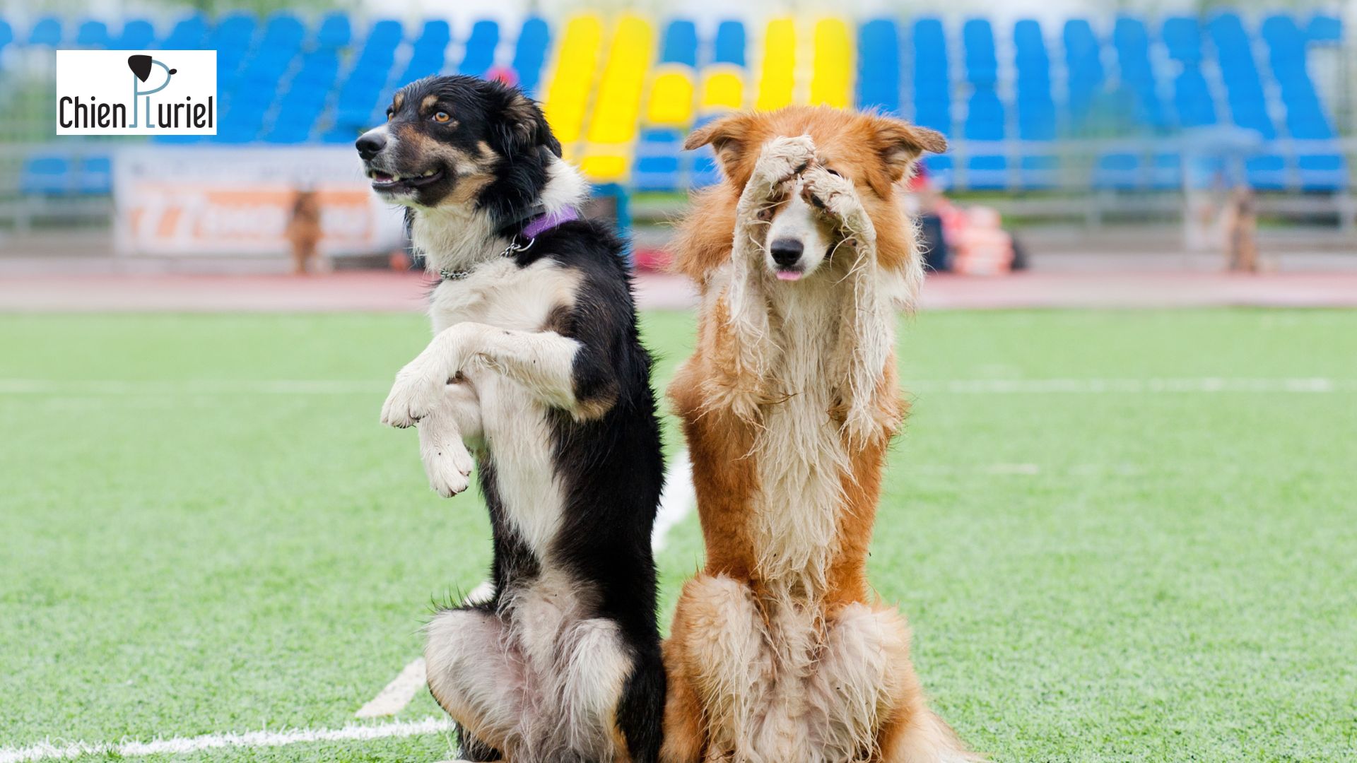 mon chien apprend des trucs