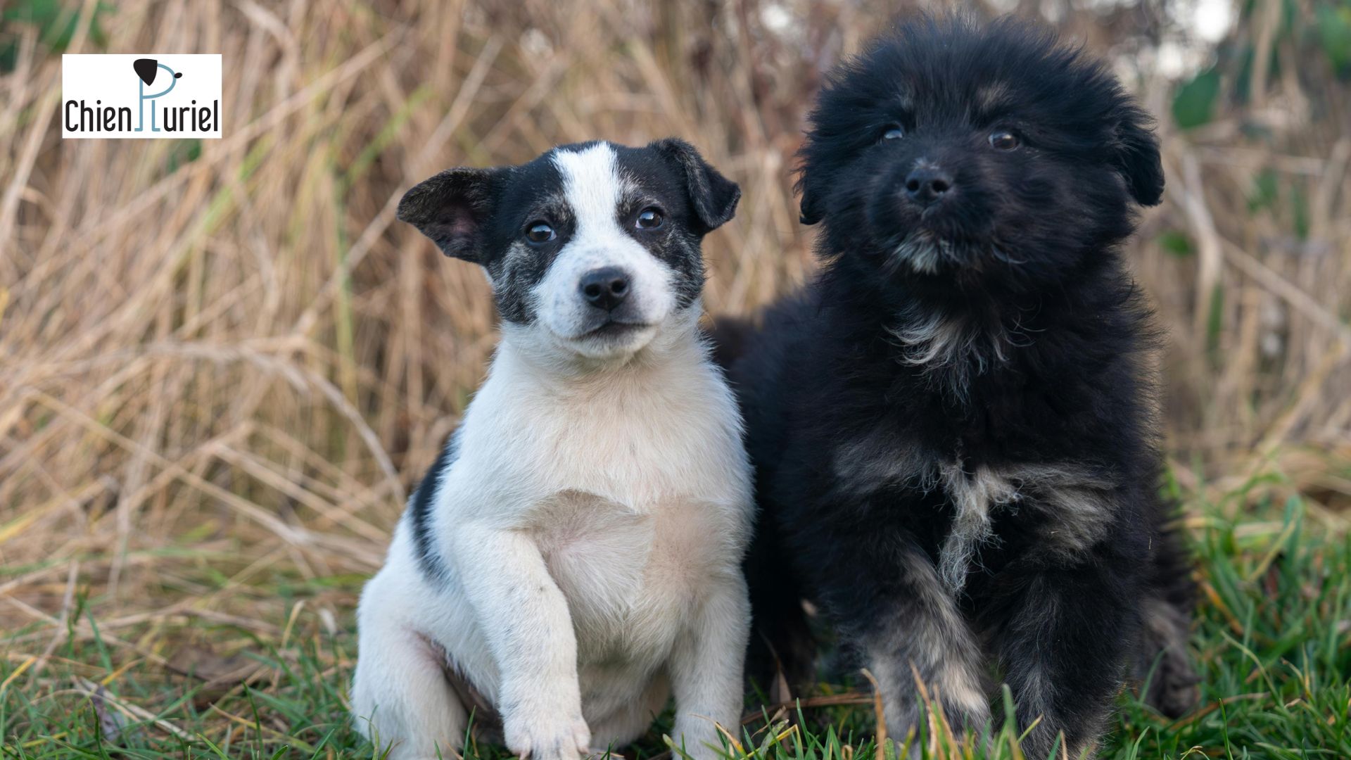 Bâtard ou chien de race que choisir ?