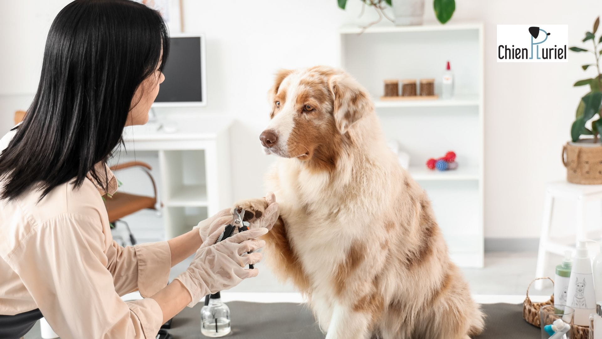 couper les griffes de mon chien
