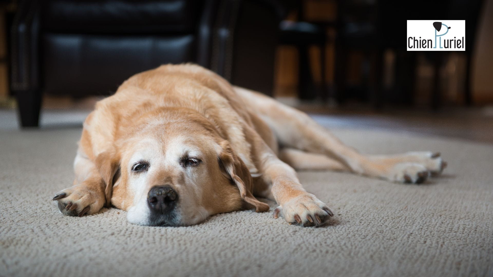 mon chien est toujours fatigué