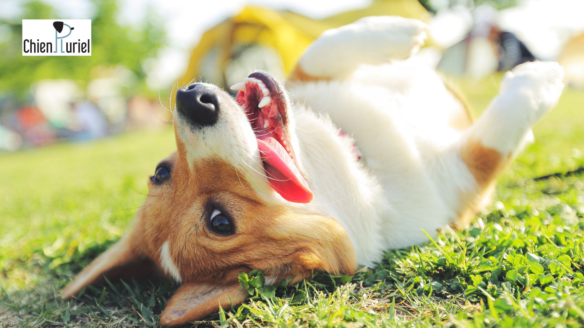 mon chien est toujours excité