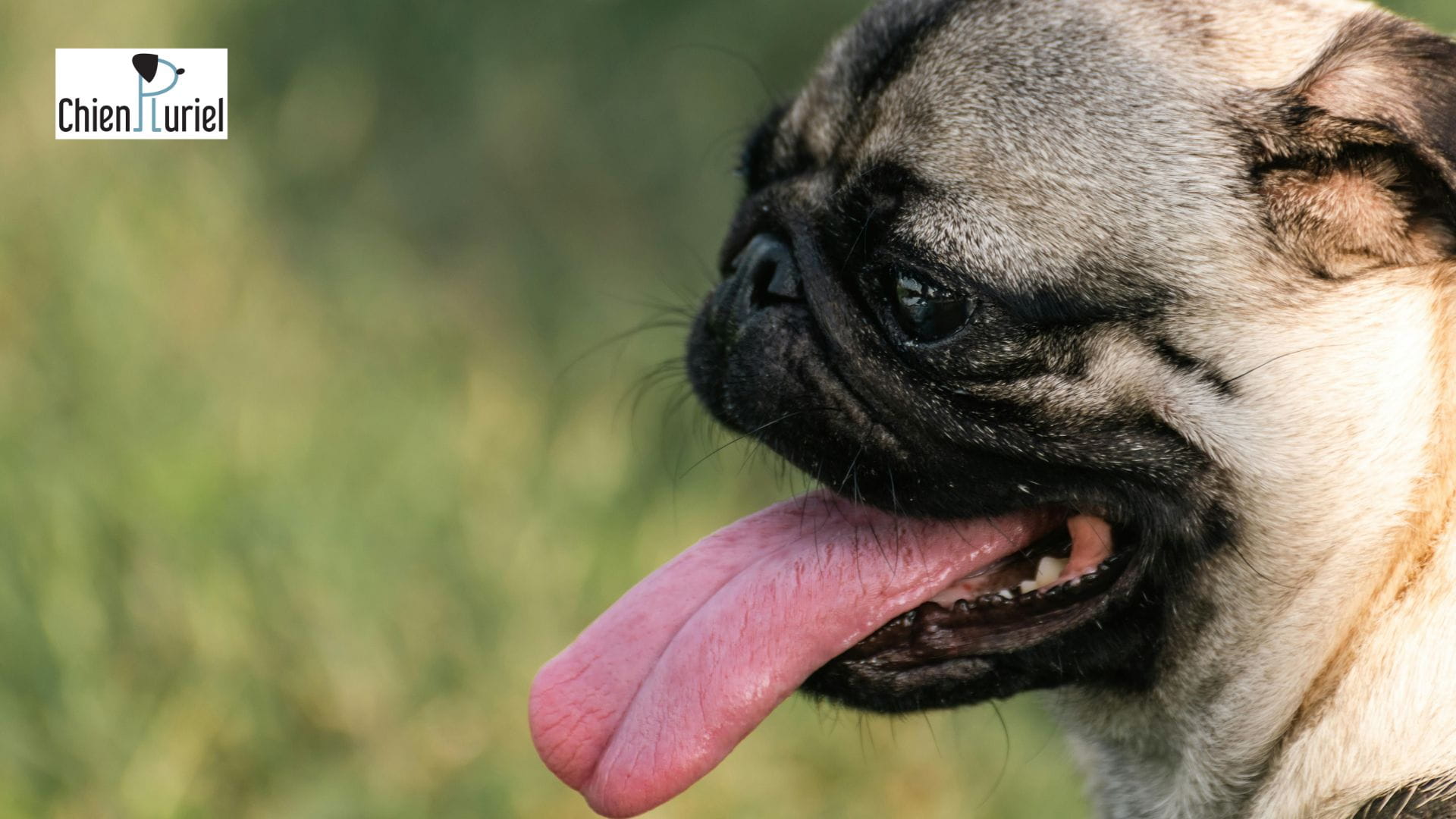 mon chien a chaud que faire ?