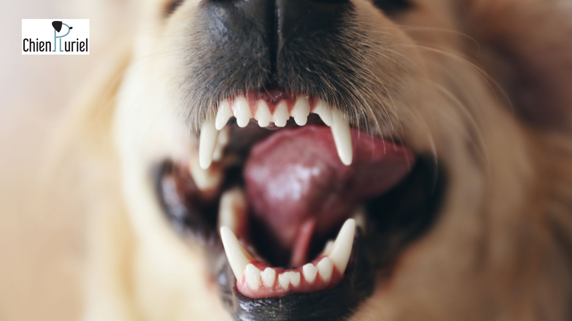 chien qui a mauvaise haleine